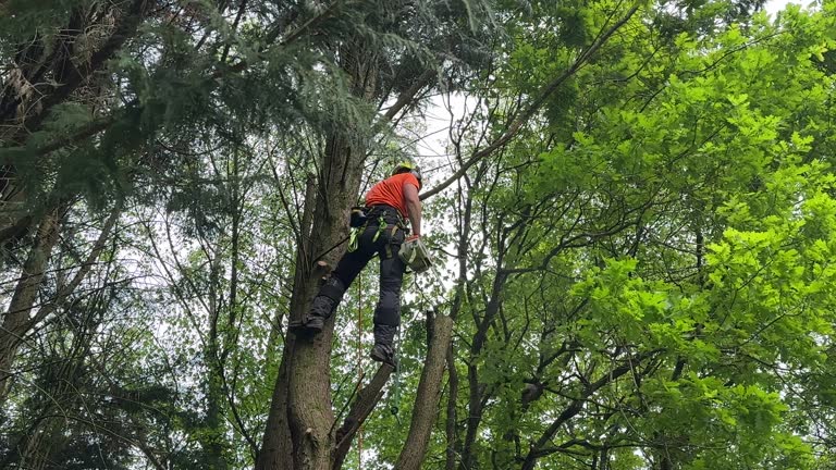 Seasonal Cleanup (Spring/Fall) in West Bountiful, UT